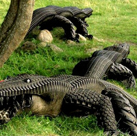 Tire Alligators by Eric Langert from Sweden