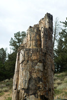 Petrified Tree detail