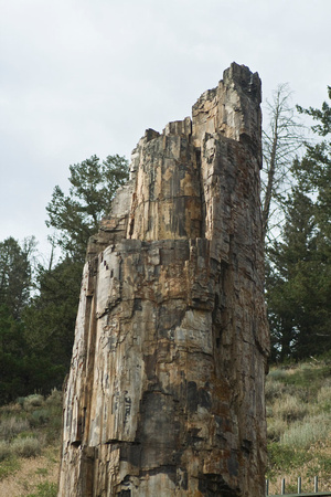 Petrified Tree detail